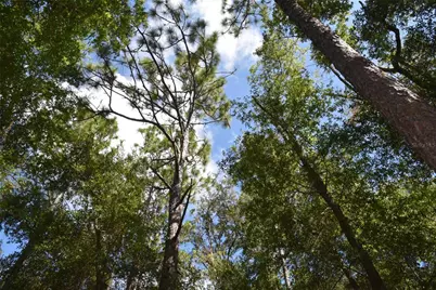 11st St, Interlachen, FL 32148 - Photo 2