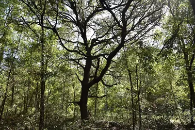 11st St, Interlachen, FL 32148 - Photo 6