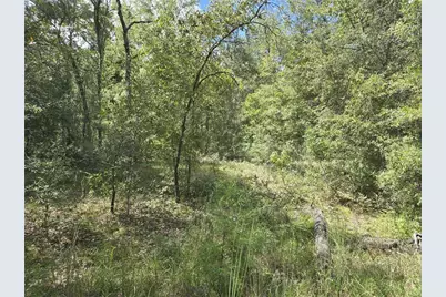 00 NE 150th Terrace, Williston, FL 32696 - Photo 2