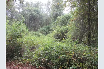 Se 1 Ln, Silver Springs, FL 34488 - Photo 4