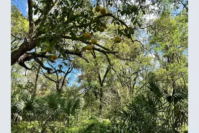 Tbd SW 5th Lane, Ocala, FL 34481 - Photo 4
