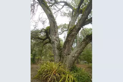 20425 NE 143rd Street, Fort Mc Coy, FL 32134 - Photo 36