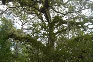 20425 NE 143rd St, Fort Mc Coy, FL 32134 - Photo 34