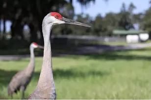 5540 SE 157th Street Rd, Summerfield, FL 34491 - Photo 4