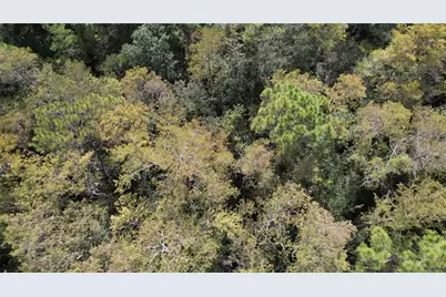 E Highway 316, Fort Mc Coy, FL 32134 - Photo 14