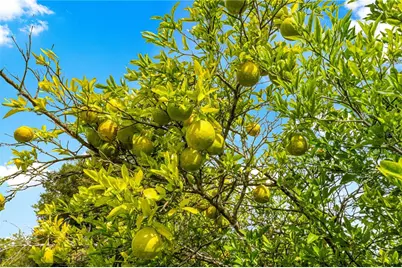 3805 SE 139th Street, Summerfield, FL 34491 - Photo 28