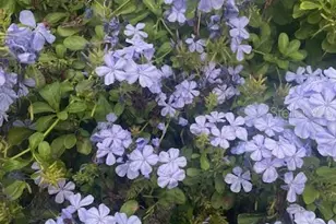 17694 SE 84th Peyton Ct, The Villages, FL 32162 - Photo 38