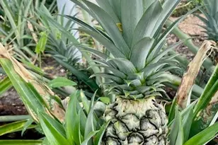 17694 SE 84th Peyton Ct, The Villages, FL 32162 - Photo 40