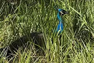 14312 W Sutton Ct, Crystal River, FL 34429 - Photo 18