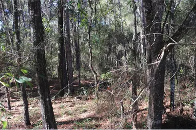 00 SW 39 Street, Dunnellon, FL 34432 - Photo 4