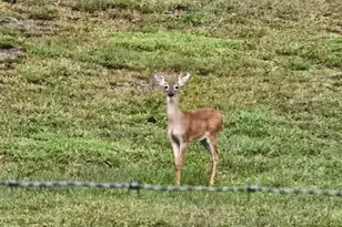 8735 Cr 631A, Bushnell, FL 33513 - Photo 16