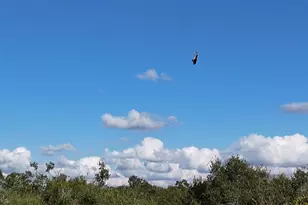 8735 Cr 631A, Bushnell, FL 33513 - Photo 14