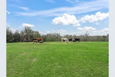 6994 NW 320 Highway, Micanopy, FL 32667 - Photo 34