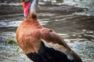 695 Midway Dr, Ocala, FL 34472 - Photo 46