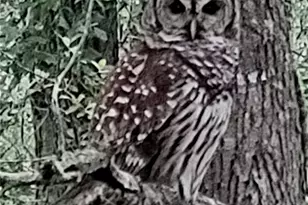 11283 SW 139th Pl, Dunnellon, FL 34432 - Photo 82