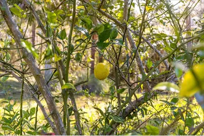 8297 SW 196th Court Road, Dunnellon, FL 34432 - Photo 44