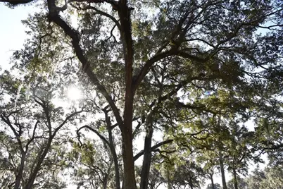Off Hwy 301, Summerfield, FL 34491 - Photo 28
