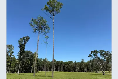 Dr #8 (10Ac) NW 193rd St, Micanopy, FL 32667 - Photo 6