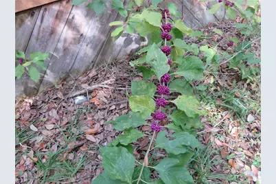 240 SE 165th Court Road, Silver Springs, FL 34488 - Photo 34