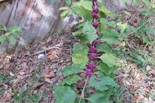 240 SE 165th Court Rd, Silver Springs, FL 34488 - Photo 34