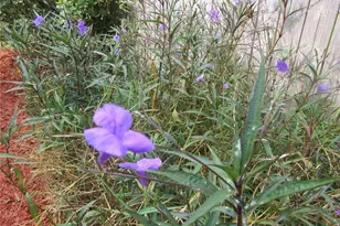 2601 SE 175th Terrace Rd, Silver Springs, FL 34488 - Photo 14