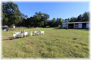 10774 SE 166th Ln, Summerfield, FL 34491 - Photo 4