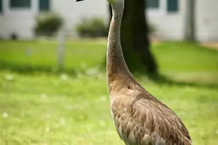 14652 SW 112th Cir, Dunnellon, FL 34432 - Photo 68