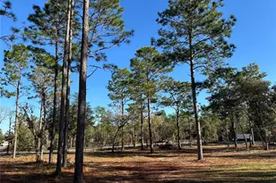 451 SE 144 Ave, Williston, FL 32696 - Photo 4