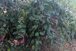 9350 SE 170th Avenue Rd, Ocklawaha, FL 32179 - Photo 56