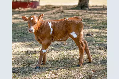 1650 NE 146th Avenue, Williston, FL 32696 - Photo 46