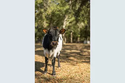 1650 NE 146th Avenue, Williston, FL 32696 - Photo 48