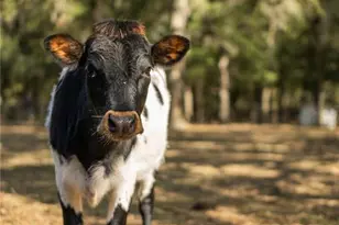 1650 NE 146 Ave, Williston, FL 32696 - Photo 48