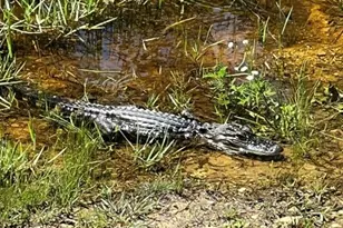 00 Clayton, Cedar Key, FL 32625 - Photo 14