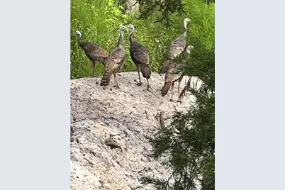 00 Clayton, Cedar Key, FL 32625 - Photo 12