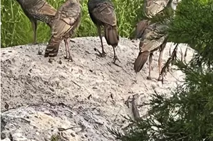 00 Clayton, Cedar Key, FL 32625 - Photo 12