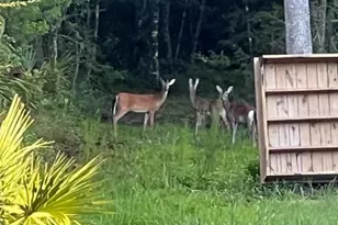 00 Clayton, Cedar Key, FL 32625 - Photo 16