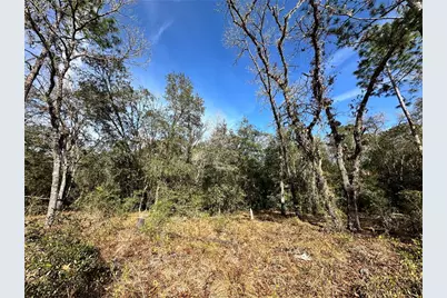 Tbd SE 67th Place, Morriston, FL 32668 - Photo 6