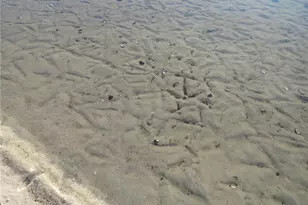 2249 SE 170th Avenue Rd, Silver Springs, FL 34488 - Photo 94