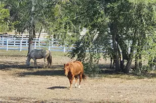 10532 SW 27th Ave, Ocala, FL 34476 - Photo 96