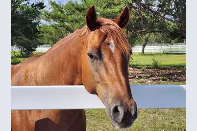 10532 SW 27th Avenue, Ocala, FL 34476 - Photo 100