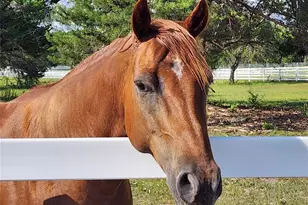 10532 SW 27th Ave, Ocala, FL 34476 - Photo 100