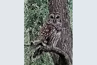 11536 SW 140th Loop, Dunnellon, FL 34432 - Photo 74