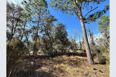 Tbd NE 16th Lane, Williston, FL 32696 - Photo 6