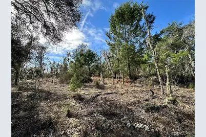 Tbd NE 16th Lane, Williston, FL 32696 - Photo 1