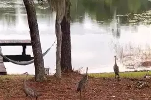 14730 SE 61st Street Rd, Ocklawaha, FL 32179 - Photo 88