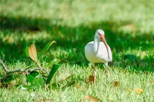 515 Midway Dr, Ocala, FL 34472 - Photo 42