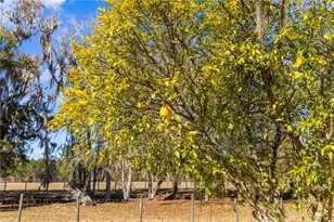 9145 NW 193 St, Micanopy, FL 32667 - Photo 8