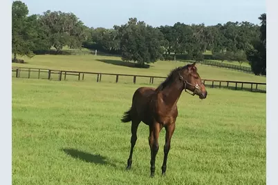 9549 NW 80th Avenue, Ocala, FL 34482 - Photo 8