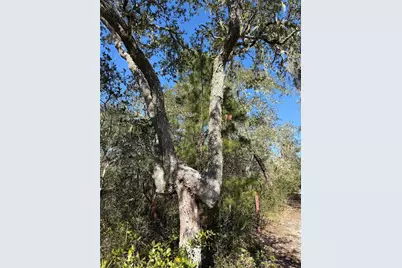 Tbd NE 170th Avenue Road, Fort Mc Coy, FL 32134 - Photo 4