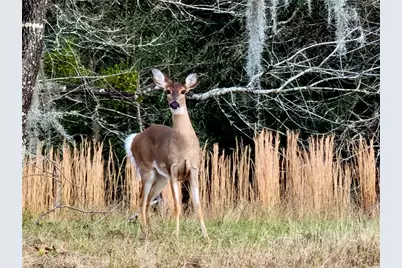 8863 S Evans Avenue, Inverness, FL 34452 - Photo 58